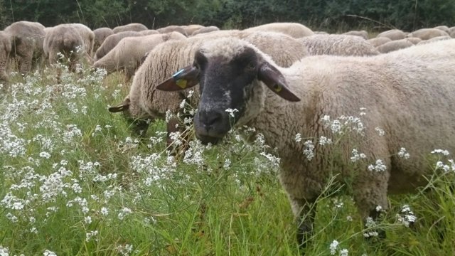 Schafe fressen Sumpfschafgarbe (Foto: Nick Stark)